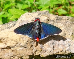 Elbella scylla