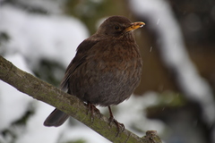 Turdus merula