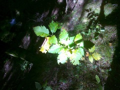 Karpatiosorbus latifolia