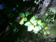 Karpatiosorbus latifolia