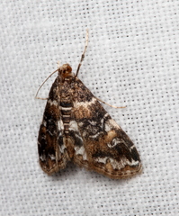 Elophila responsalis