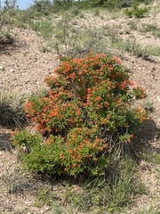 Bouvardia ternifolia