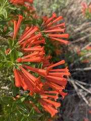 Bouvardia ternifolia