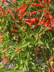 Bouvardia ternifolia