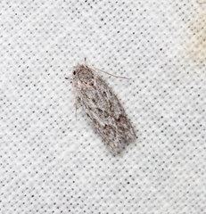 Acantholena siccella