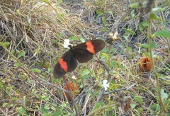 Heliconius erato hydara