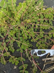 Euphorbia humistrata