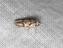 Oxythecta hieroglyphica