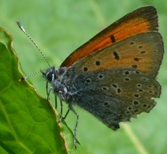 Lycaena candens