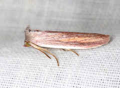 Prionopterina grammatistis