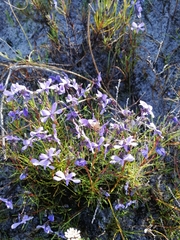 Viola decumbens decumbens