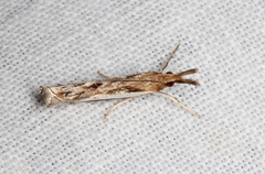 Anaclastis apicistrigellus