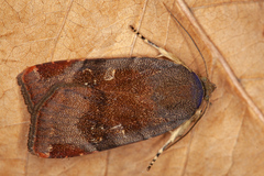 Noctua janthina