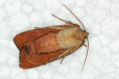 Noctua janthina