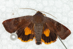 Noctua janthina