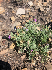 Astragalus vexilliflexus