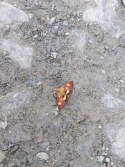 Pyrausta falcatalis