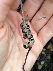 Callirhytis ellipsoida