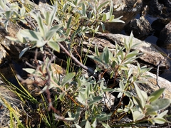 Salix lapponum