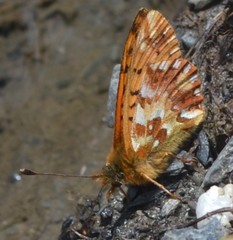 Boloria caucasica