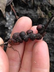 Callirhytis ellipsoida