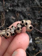 Callirhytis ellipsoida