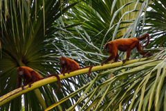Alouatta macconnelli