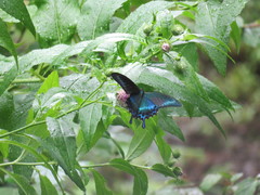 Papilio maackii