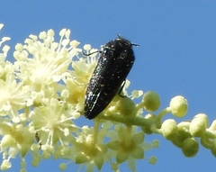 Acmaeodera impluviata