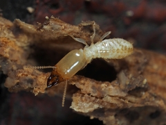 Reticulitermes lucifugus