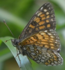 Melitaea caucasogenita
