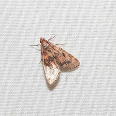Aglossa disciferalis