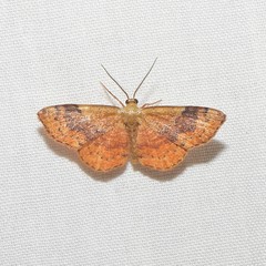 Leptostales ferruminaria