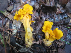 Craterellus odoratus