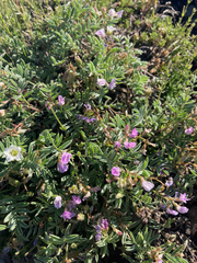 Astragalus vexilliflexus