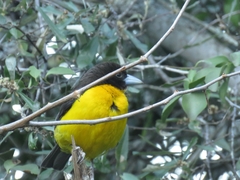 Ploceus bicolor bicolor