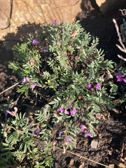 Astragalus vexilliflexus