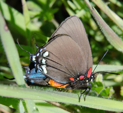 Great Purple Hairstreak photo 5