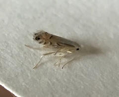 Phyllonorycter lucidicostella