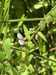 Scutellaria minor