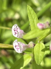 Scutellaria minor