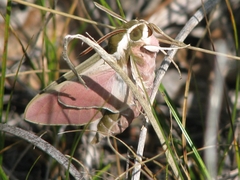 Hyles euphorbiae