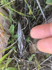 Dracotettix monstrosus