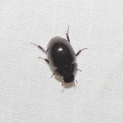 Limnohydrobius melaenus