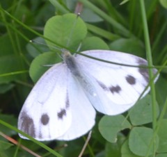 Pieris ergane