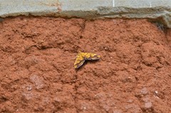 Cryptosara caritalis