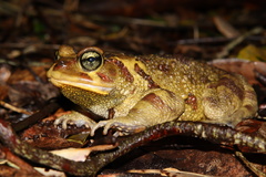 Sclerophrys pardalis