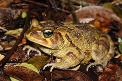 Sclerophrys pardalis