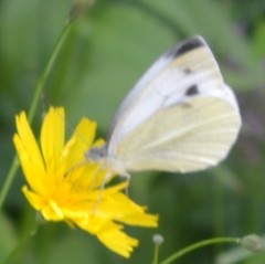 Pieris ergane