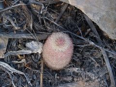 Echinocereus pectinatus pectinatus